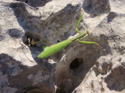 Urlaub auf dem Land Korfu Heuschrecke