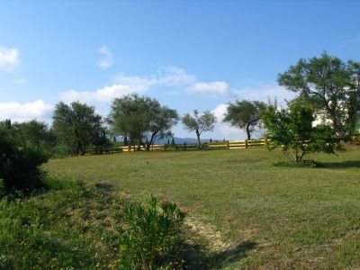 Hof Bauernhof Korfu Olivenhain Bume Wiese