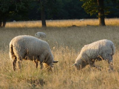 Familienurlaub: Schafe auf dem Bauernhof auf land-Schweden