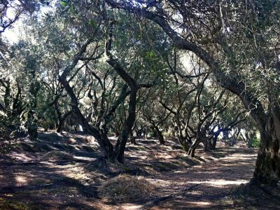 Wandern auf dem Corfu Trail auf Korfu Griechenland