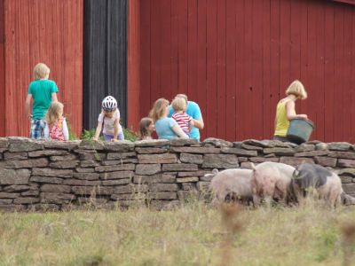 Schweine fttern Bauernhof Familienurlaub land Schweden