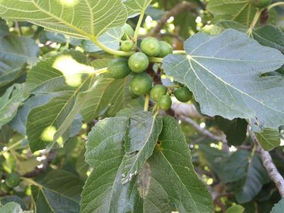 Ferienhaus Afroditi auf Korfu bei Chalikounas Feigen Obst Geme