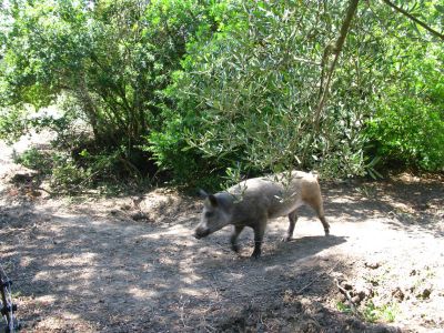 Bauernhof Tiere Korfu Nord Schwein Olivenbaum