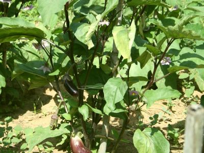 Ferienhaus Afroditi auf Korfu bei Chalikunas Gemegarten