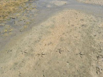 Bio-Bauernhof Agrotourismus Korfu Vraganiotika - Pferd