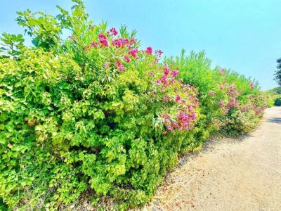 ferienwohnung ferienhaus griechenland korfu strandnah naturnah