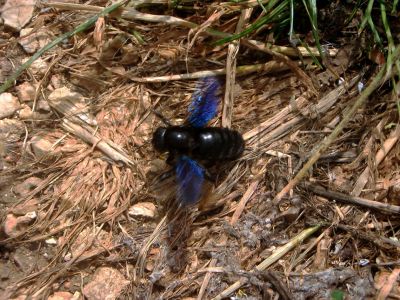 Aroggia Farm Korfu Xanthates Fliege Kfer