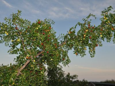 Bio-Bauernhof Agrotourismus Korfu Vraganiotika - Tzitzifa