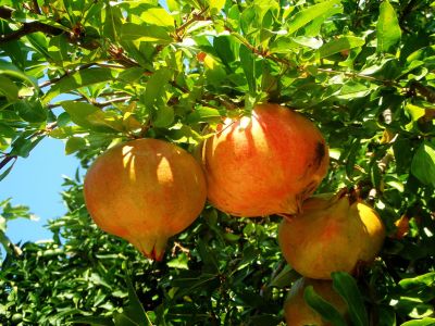 Bauernhof Obst Farm Korfu Granatapfel