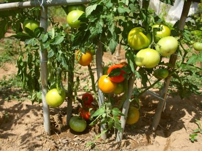 Ferienhaus Afroditi Gemegarten naturnah