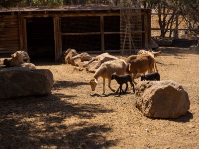 Esel-Ziegen-Streichelzoo-Gran Canaria kohaus
