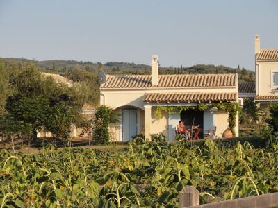 Agriturismo Sonnenblumenfeld Terrasse Olivenbaum